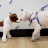 persoanlized+boulevard+dog+harness+in+preppy+prints