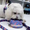 boulevard+pets+benji+small+travel+bowl+personalized
