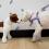 persoanlized+boulevard+dog+harness+in+preppy+prints