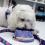 boulevard+pets+benji+small+travel+bowl+personalized