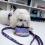 boulevard+pets+lassie+large+travel+bowl+personalized