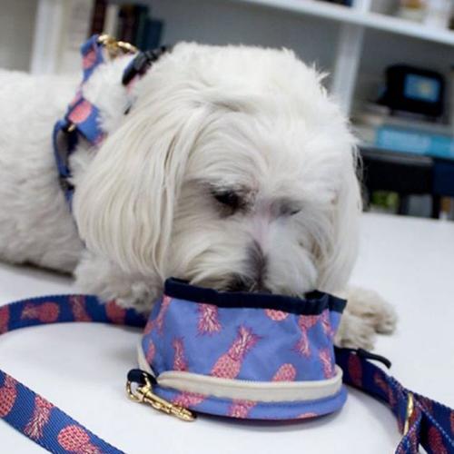 Boulevard Pets Benji Small Travel Bowl Personalized  Animals & Pet Supplies > Pet Supplies > Pet Bowls, Feeders & Waterers > Small Animal Bowls, Feeders & Waterers